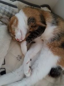 お昼寝なーちゃん