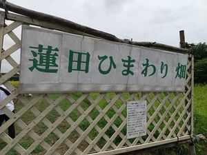 蓮田ひまわり畑