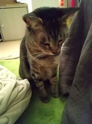 ねこ