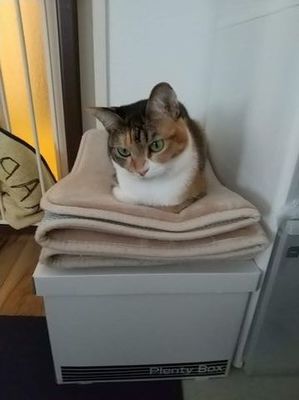 ねこ