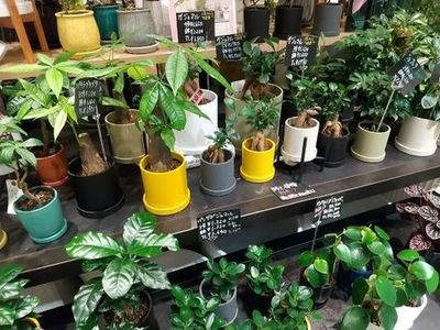観葉植物