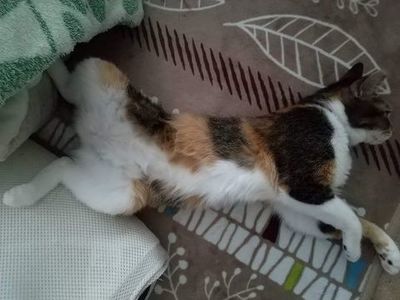 まったりなーちゃん