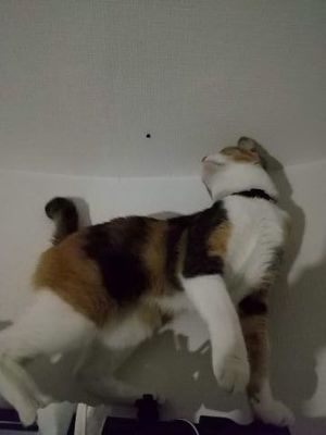 大興奮のなーちゃん