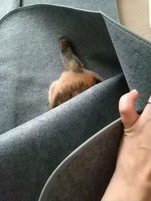 なーちゃんお気に入り