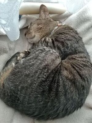 お昼寝中