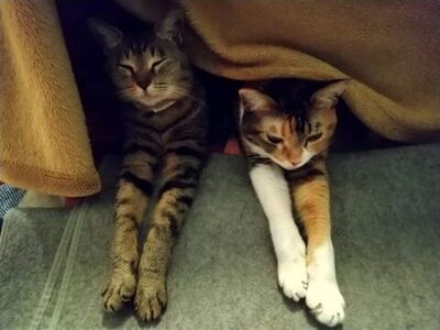 ねこの日 記念