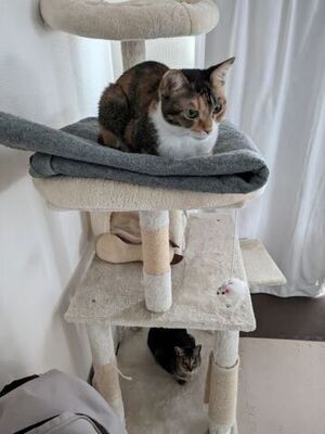 キャットタワーを移動した結果