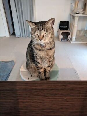 ごはん食べたい・・・