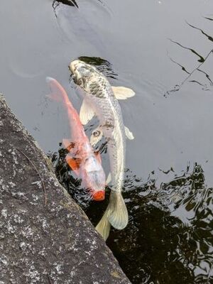 西新井大師