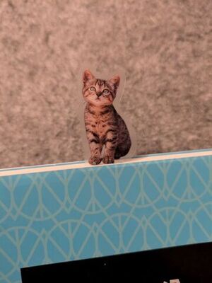 日本ねこ歩き　写真展