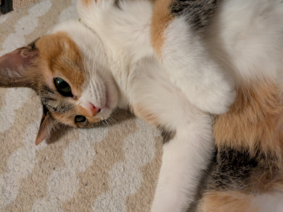 べったりななーちゃん