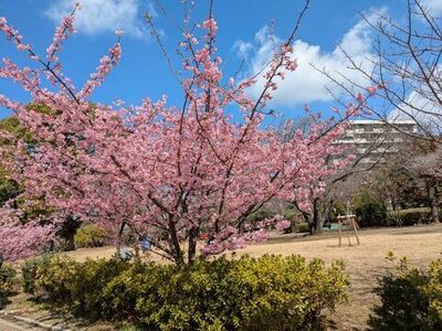 河津サクラ
