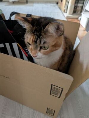 箱入りなーちゃん
