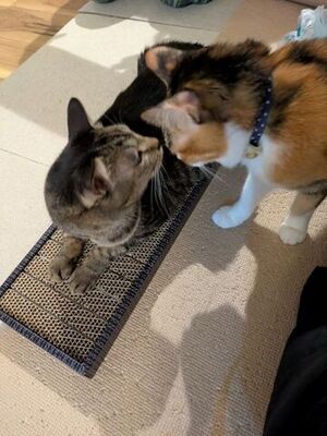 爪切りいらない爪とぎ