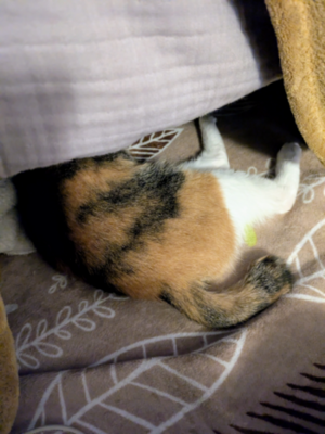 頭かくして・・・