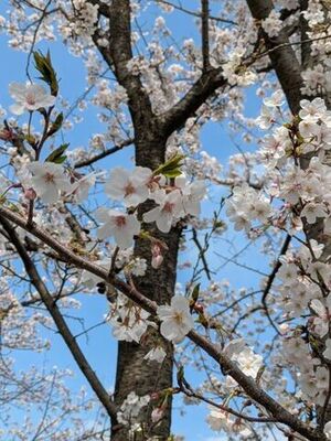 桜