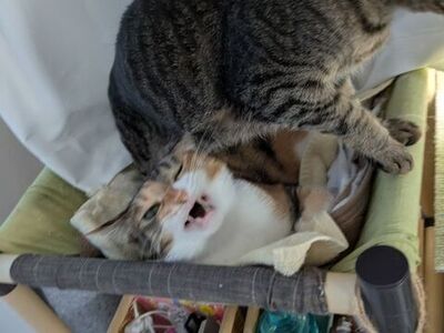 踏まれたなーちゃん